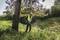 Eine Person mäht hohes Gras unter einem Baum mit einem Rasentrimmer. Sie trägt Schutzkleidung mit Warnweste und Helm.