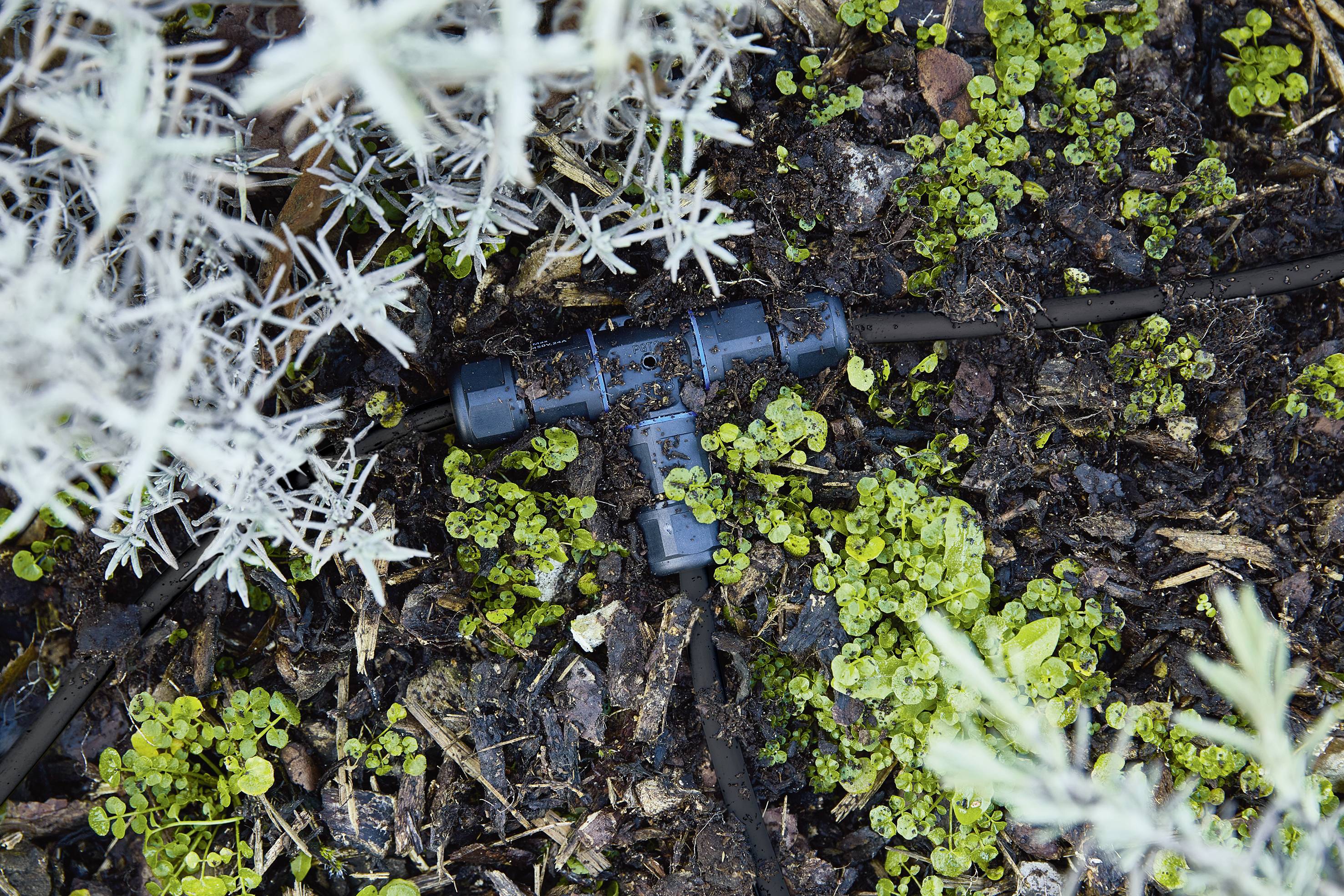 Ein schwarzer Tropfbewässerungsverbinder auf feuchtem Boden zwischen kleinen grünen Pflänzchen und weißen Stängeln.