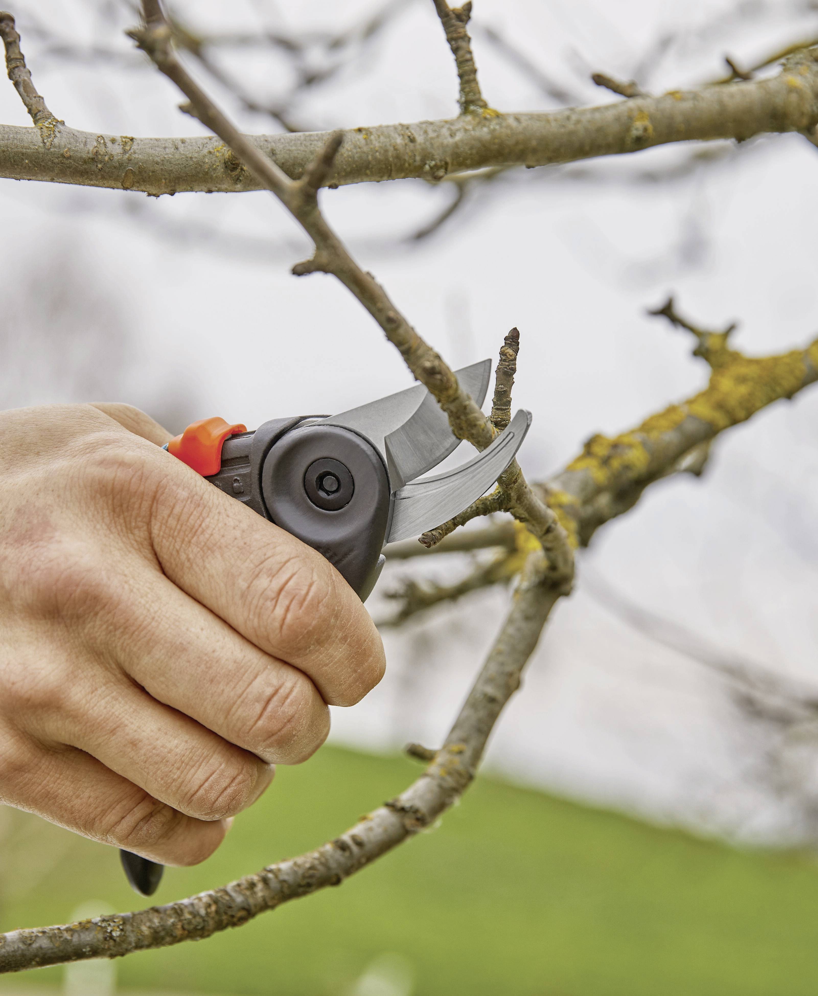 Eine Hand schneidet einen kleinen Ast von einem Baum mit einer Gartenschere. Frühjahrspflege der Bäume im Garten.
