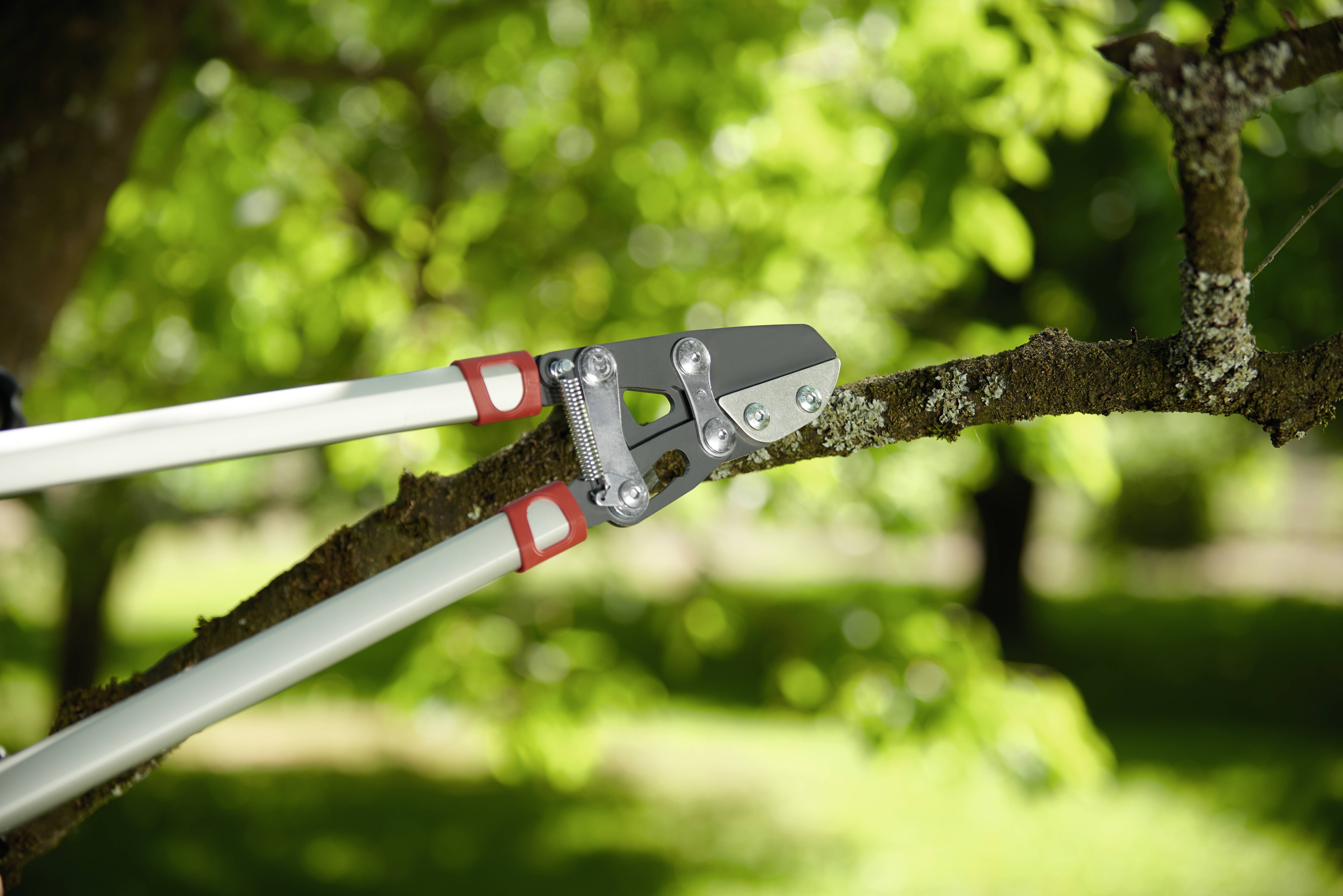 Eine Astschere schneidet einen Baumzweig im Garten ab. Grünen Hintergrund mit Bäumen und Sonnenschein.