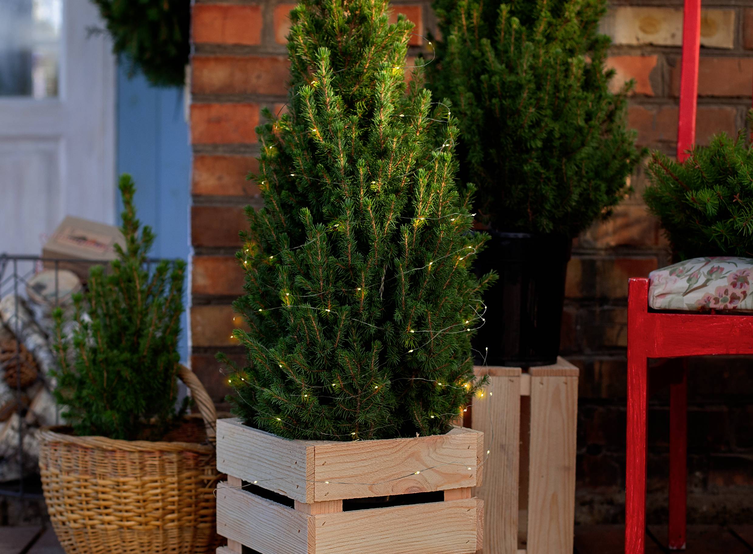 Lichterkette rund um Bäumchen