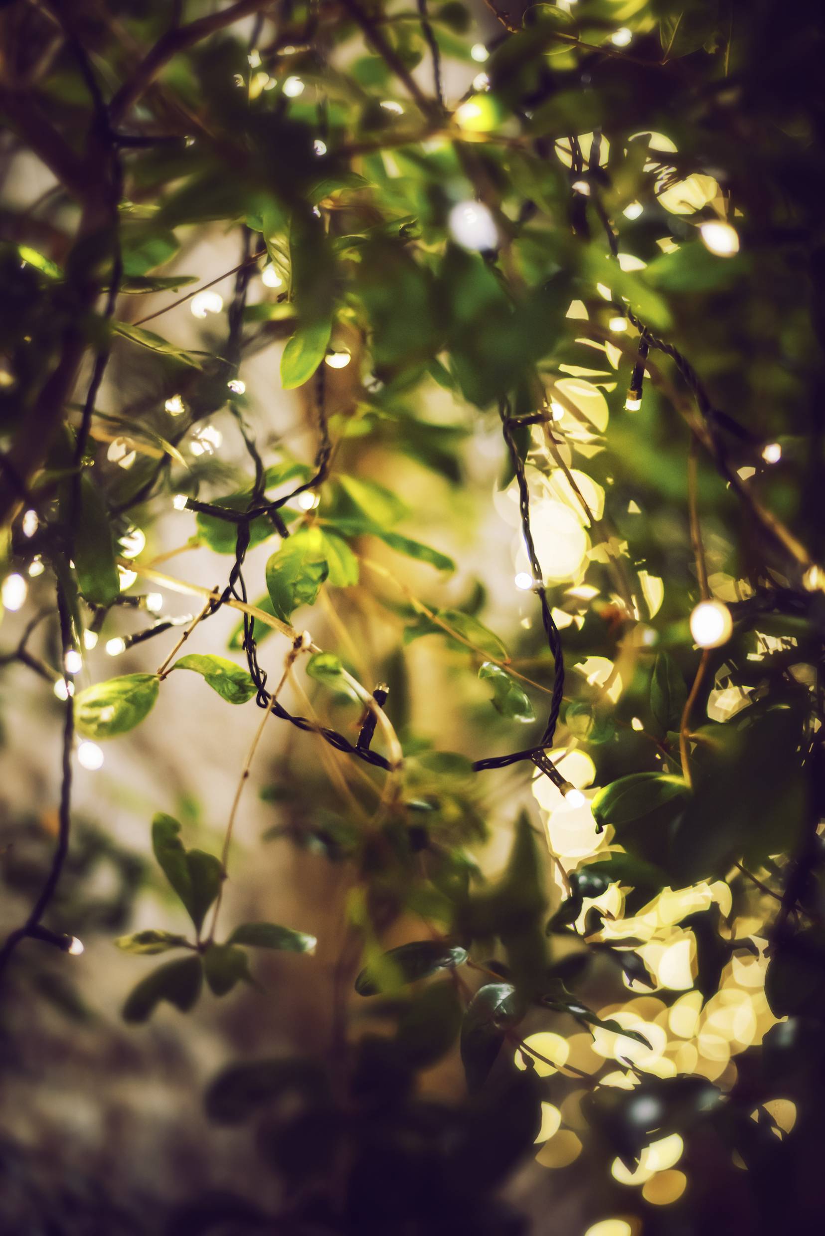 Lichterketten schmücken hängende grüne Pflanzen und erzeugen eine warme, gemütliche Atmosphäre mit natürlichem Lichtspiel.