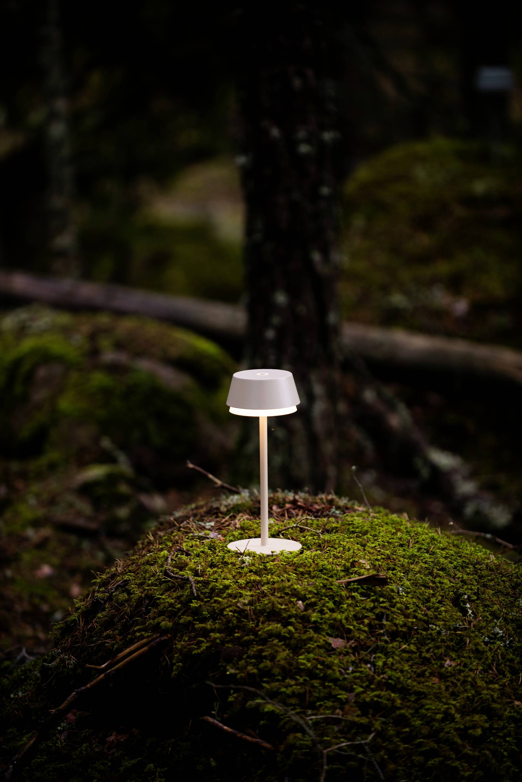 Eine kleine Lampe steht auf einem moosbedeckten Felsen im Wald, beleuchtet und umgeben von Bäumen.