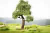 NOCH 21768 Baum Eiche 150 mm 1 St.