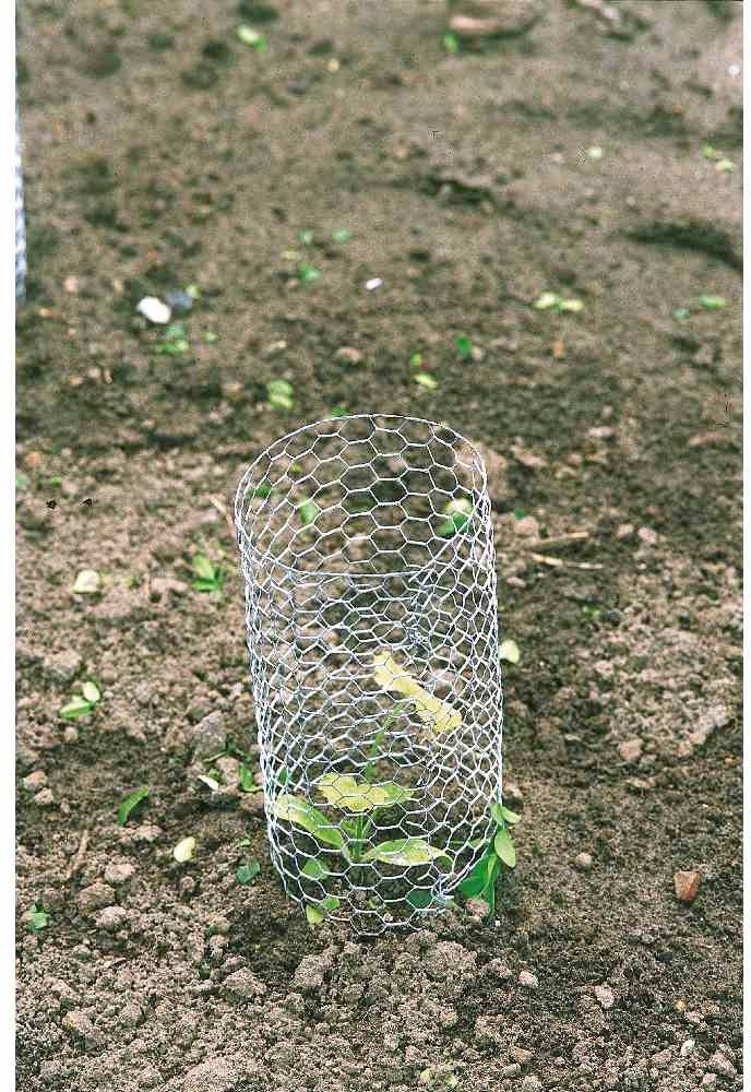 Ein kleiner Setzling wächst auf einem Boden und wird von einem schützenden Metallgitter umgeben.