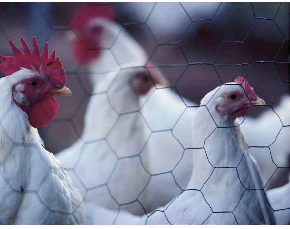 Mehrere Hühner hinter einem Maschendrahtzaun, fokussiert auf weiße Federn und rote Kämme, in einem Hühnerstall.