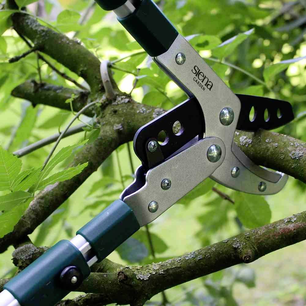 Astschere schneidet dicken Ast von Baum. Fokus auf Schneidwerkzeug, grüne Blätter im Hintergrund. Robust, für Gartenarbeit geeignet.