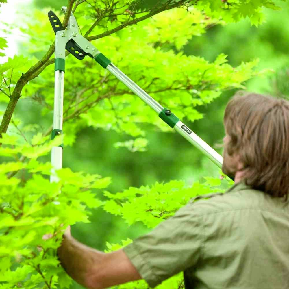 Person schneidet Ast mit Astschere an einem Baum. Blätter leuchtend grün, sonnige Umgebung.