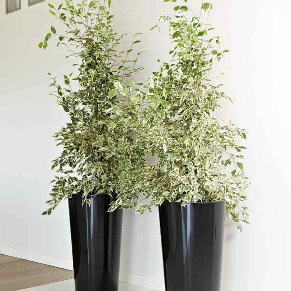 Zwei große, buschige Pflanzen mit grünen Blättern in hohen, glänzenden schwarzen Töpfen stehen in einer Ecke auf einem Holzfußboden.