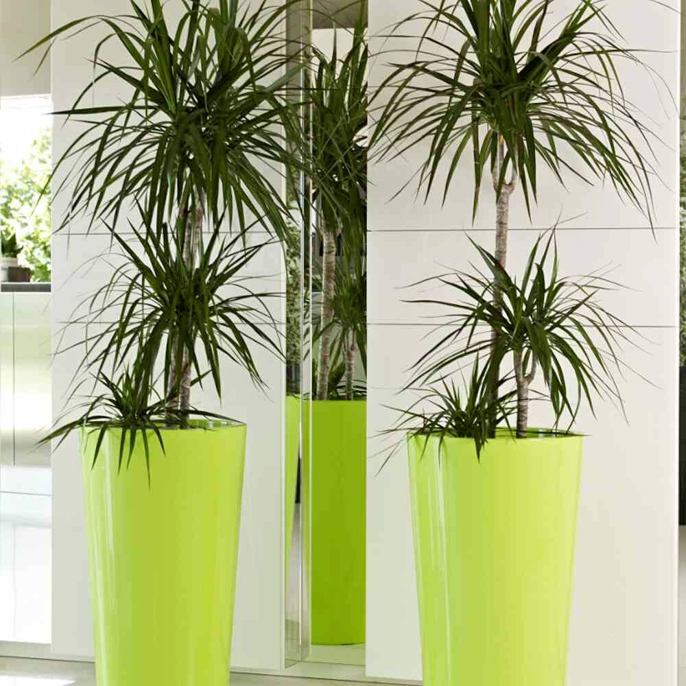 Zwei hohe, grüne Pflanzgefäße mit dekorativen Drachenbäumen stehen in einem modernen Innenraum vor einer weißen Wand.