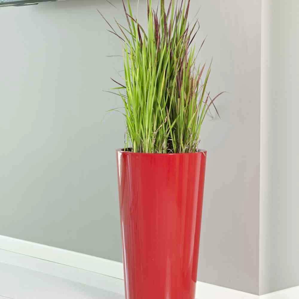 Ein hoher roter Blumentopf enthält eine grüne Pflanze mit langen, schmalen Blättern. Der Topf steht auf einem weißen Hintergrund.