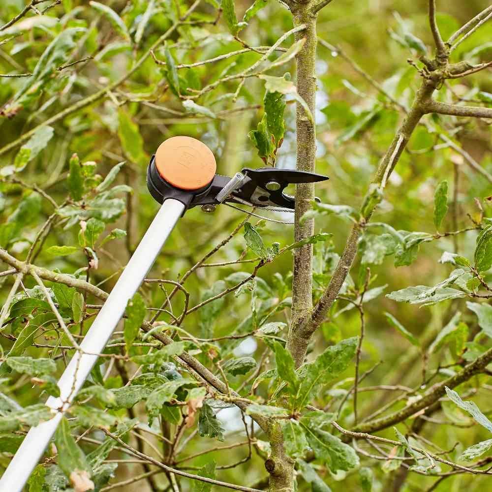 Astscheren werden benutzt, um Zweige von einem Baum zu schneiden. Sie sind an einem langen Stiel für schwer zugängliche Bereiche angebracht.