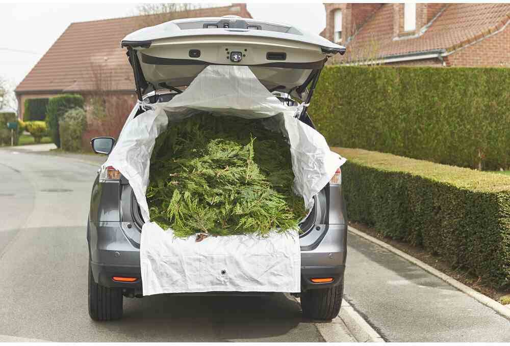 Ein Auto mit geöffnetem Kofferraum ist auf der Straße zu sehen, beladen mit alten Tannenbäumen, die mit einer weißen Plane abgedeckt sind.