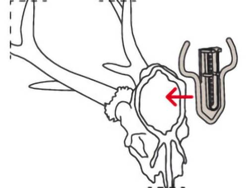 Diagramm, das einen Hirschschädel mit Geweih zeigt, wobei die Schädelbasis mit einem roten Pfeil hervorgehoben wird. Eine Einblendung veranschaulicht einen Schnittansicht der Geweibbasis.
