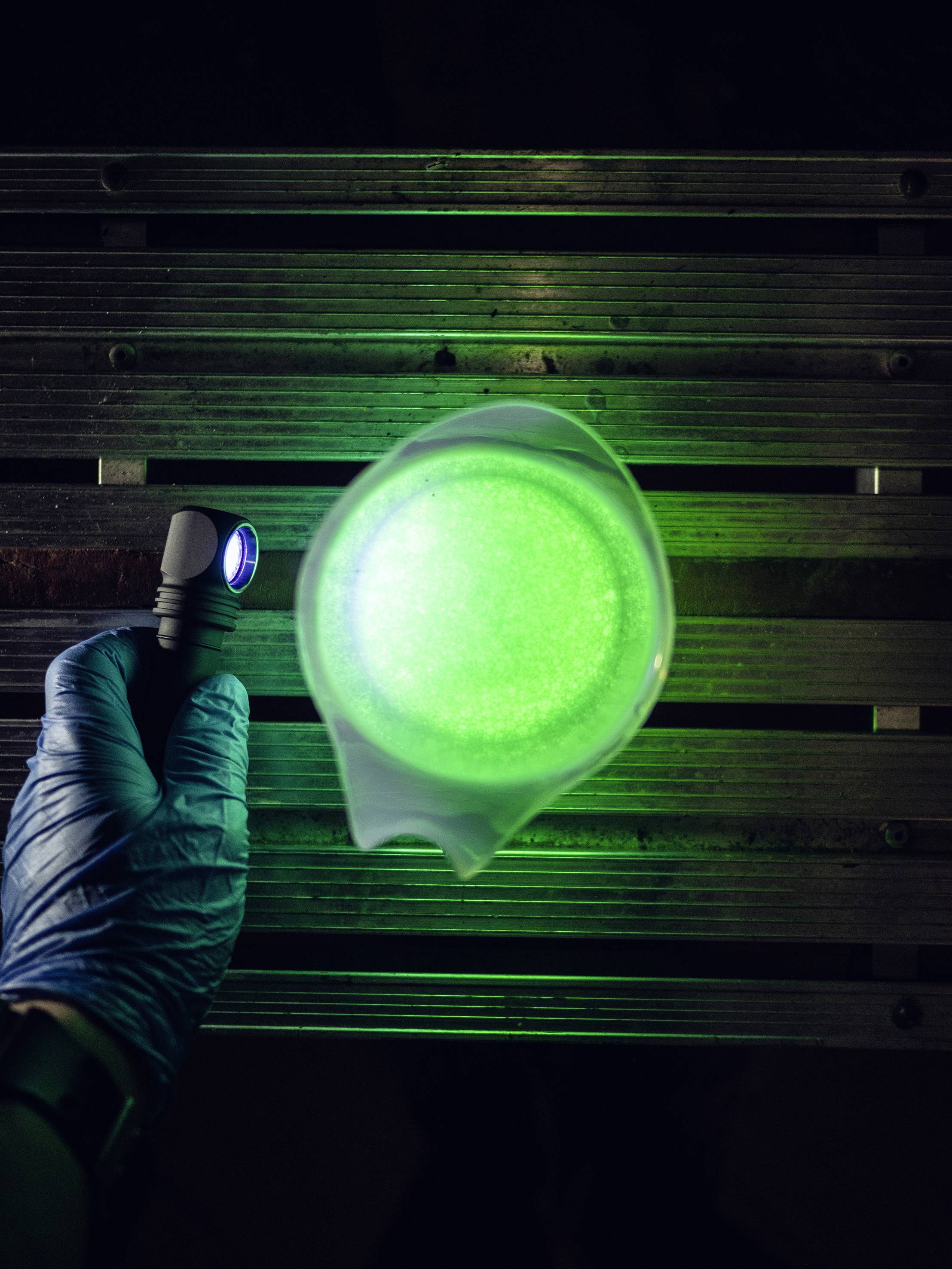 Hand mit blauen Handschuhen hält schwarze Taschenlampe über einen durchsichtigen Behälter mit leuchtend grüner Flüssigkeit.