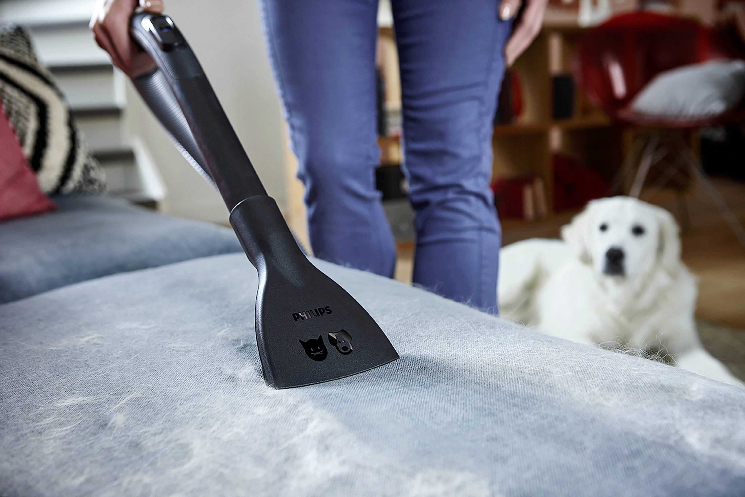 Ein Handstaubsauger wird verwendet, um Tierhaare von einem Sofa zu entfernen. Im Hintergrund sitzt ein großer weißer Hund.