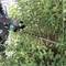 Person schneidet Büsche mit einer elektrischen Heckenschere in einem Gartenumfeld.