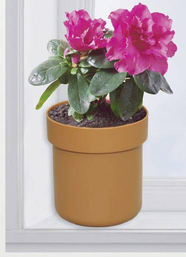 Eine blühende Topfpflanze mit leuchtend pinken Blumen steht auf einer Fensterbank.