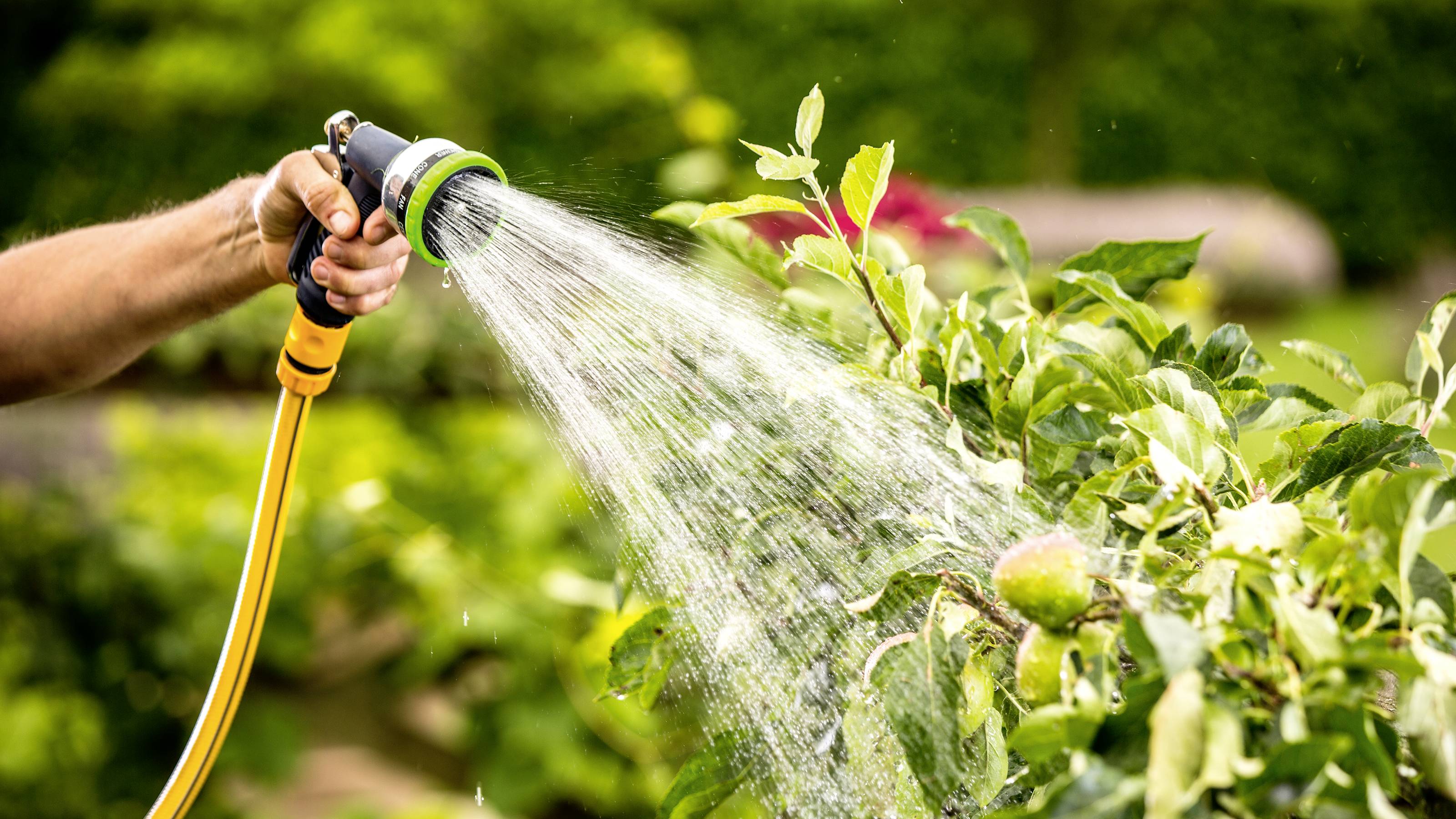 Eine Person gießt mit einem Wasserschlauch einen Apfelbaum im Garten. Das Wasser sprüht auf Blätter und unreife Äpfel.