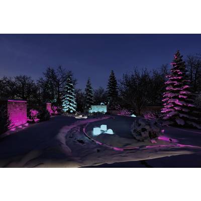Ein verschneiter Garten bei Nacht, beleuchtet mit rosa und blauem Licht, das Bäume und Wege akzentuiert.