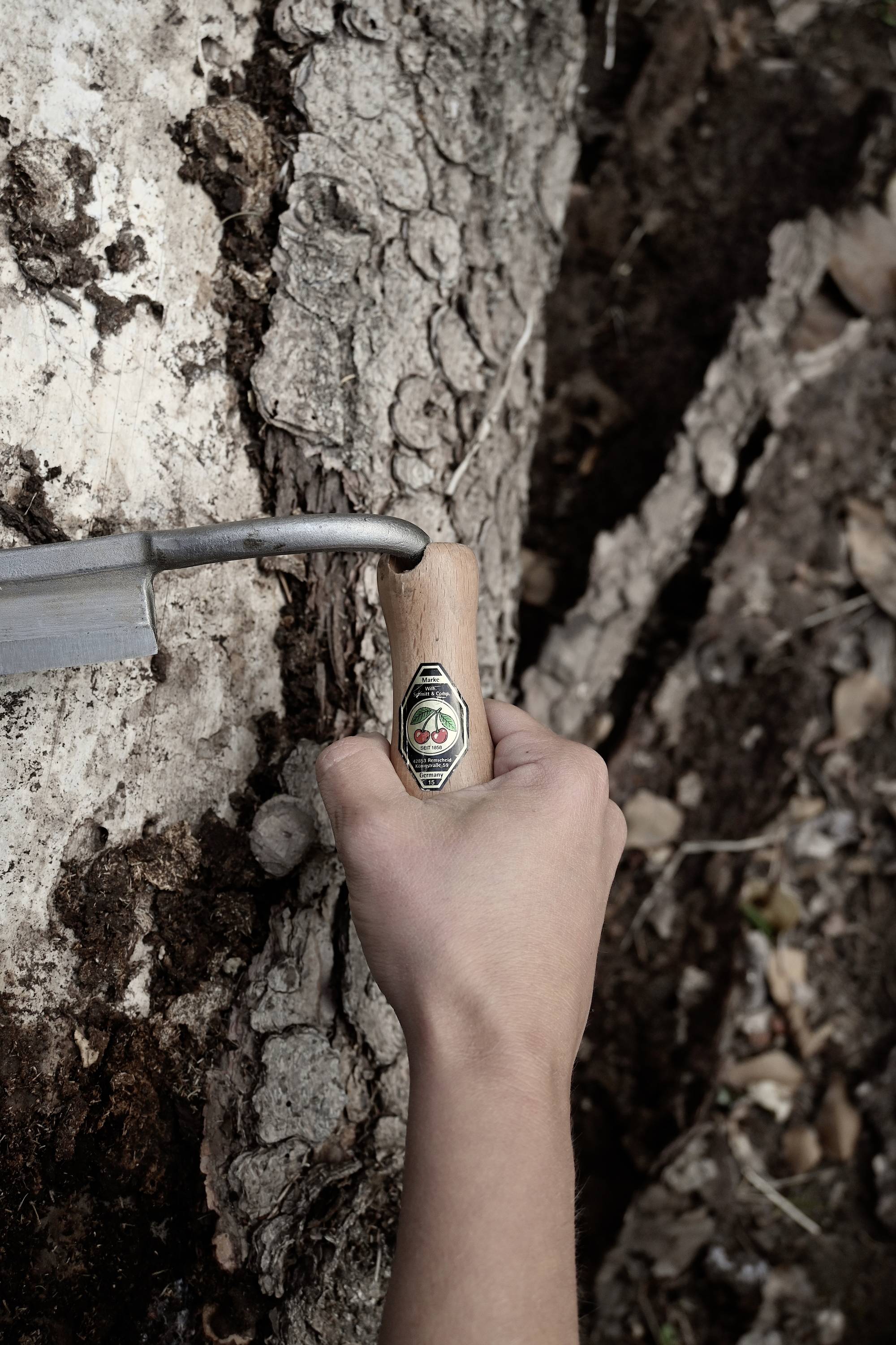 Eine Hand hält einen Baumzapfhahn, der in den Stamm eines Baumes eingebohrt wird. Der Zapfhahn wird verwendet, um Baumsaft zu sammeln.