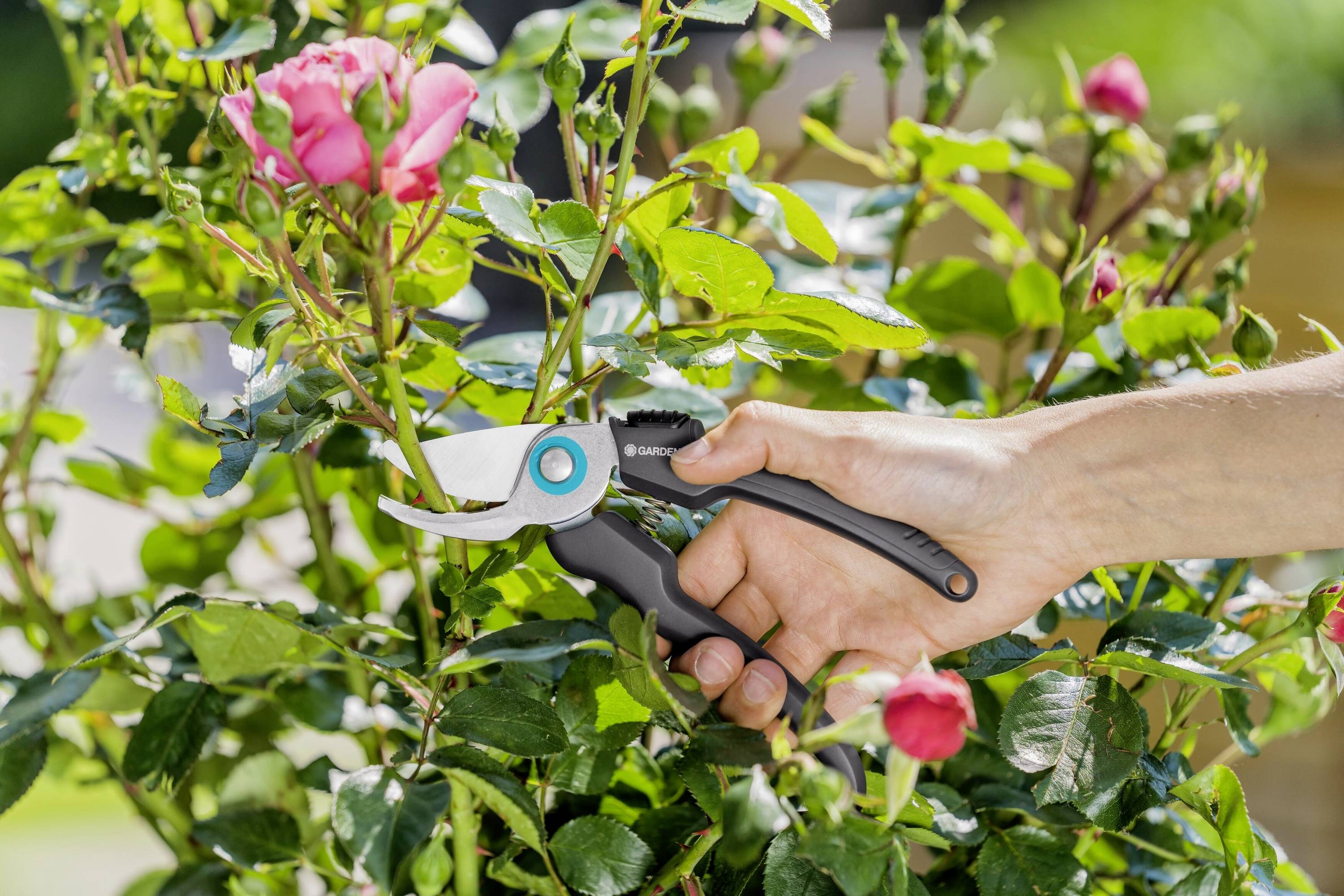 Eine Hand schneidet mit einer Gartenschere eine Rose von einem Busch ab. Die Rose ist teils geöffnet und rosafarben.