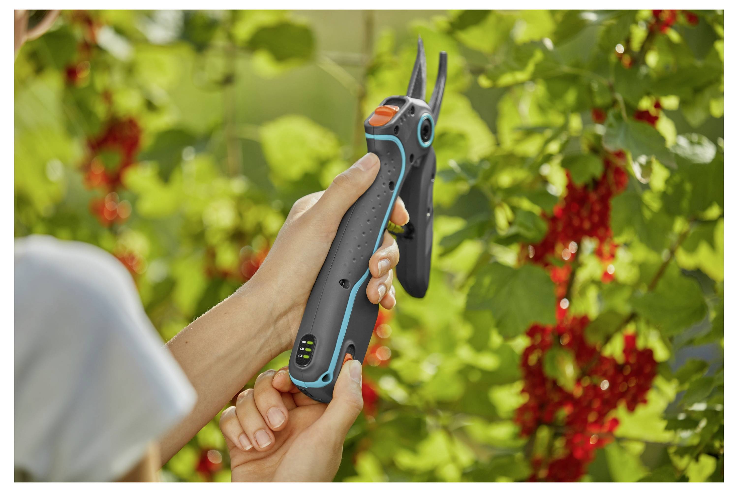 Hände, die schwarze und blaue Gartenscheren verwenden, um einen Strauch mit Trauben roter Beeren an einem sonnigen Tag zu schneiden.
