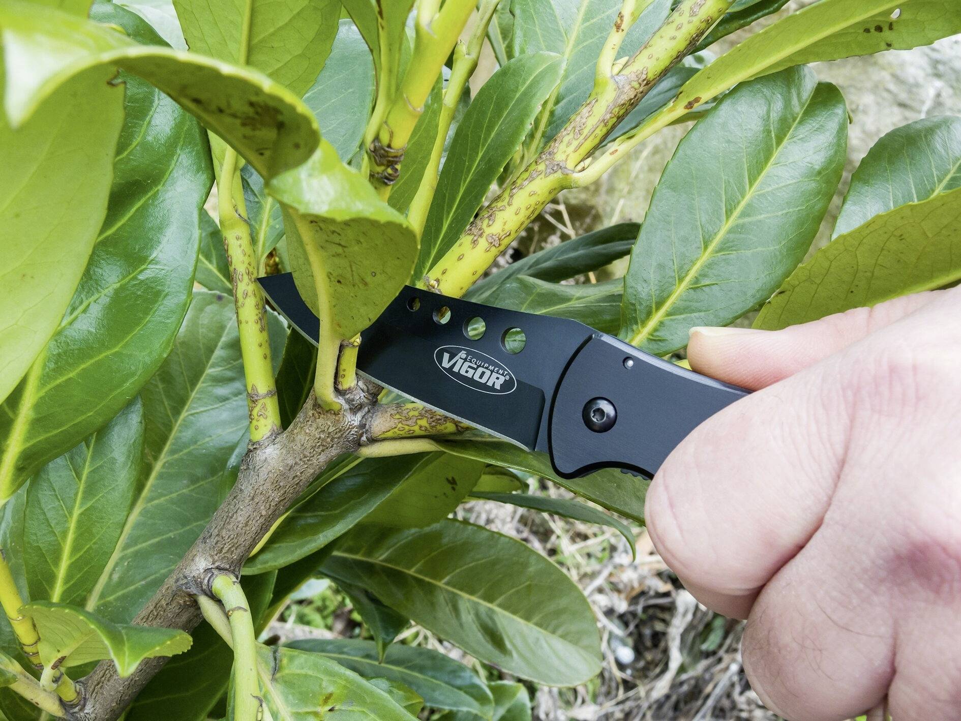 Hand schneidet mit einem schwarzen Klappmesser einen Zweig von einem grünen Strauch.
