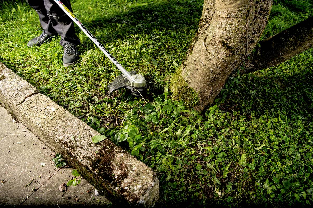 Person schneidet mit einem Rasentrimmer Unkraut um einen Baumstamm auf einer Wiese. Der Baum steht nahe einem Gehweg.