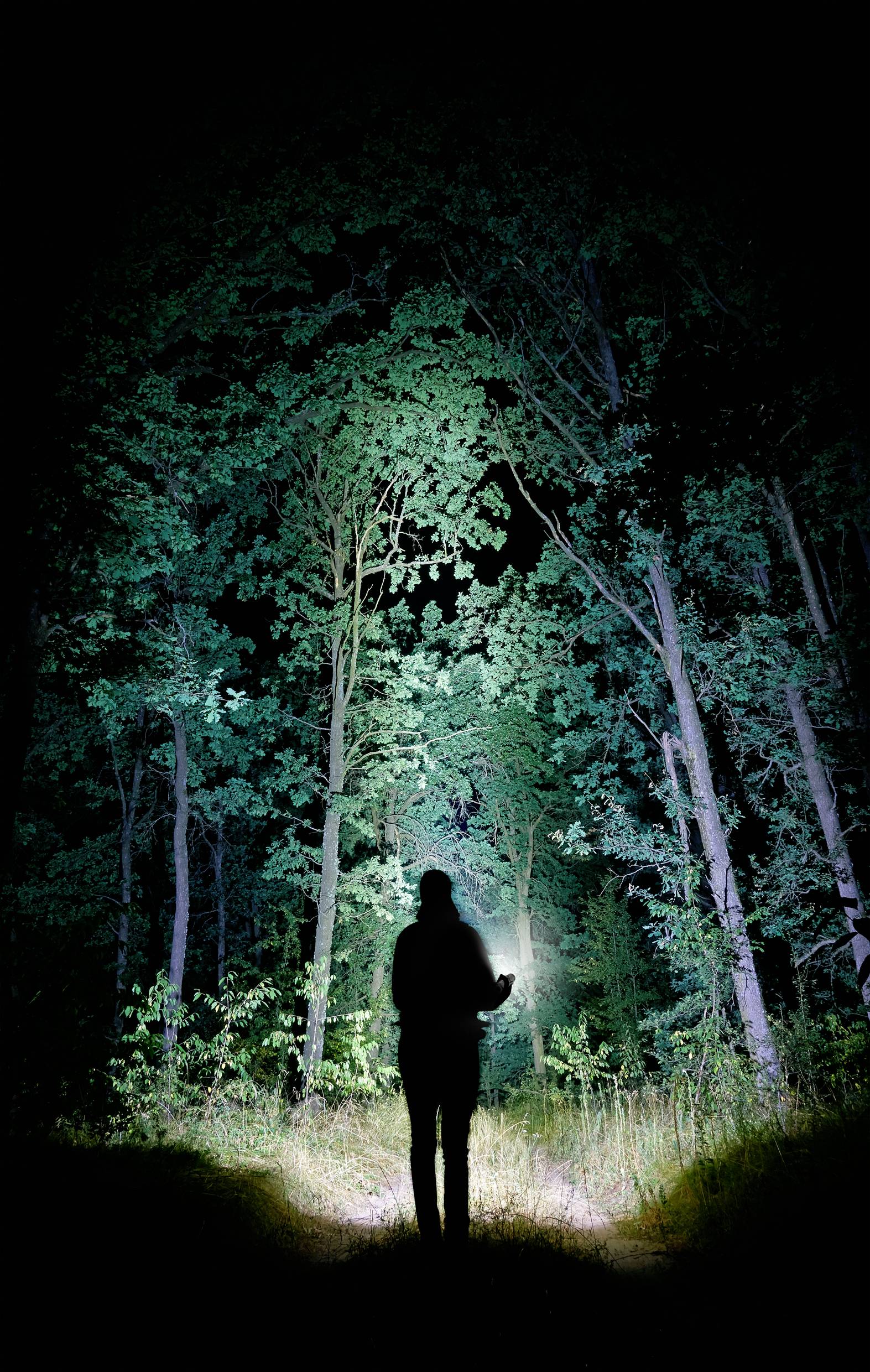 Eine Person steht nachts im Wald, beleuchtet von einem starken Licht, das Bäume und Umgebung erhellt. Mysteriose, atmosphärische Szene.