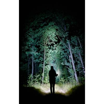 Eine Person steht nachts im Wald, beleuchtet von einem starken Licht, das Bäume und Umgebung erhellt. Mysteriose, atmosphärische Szene.