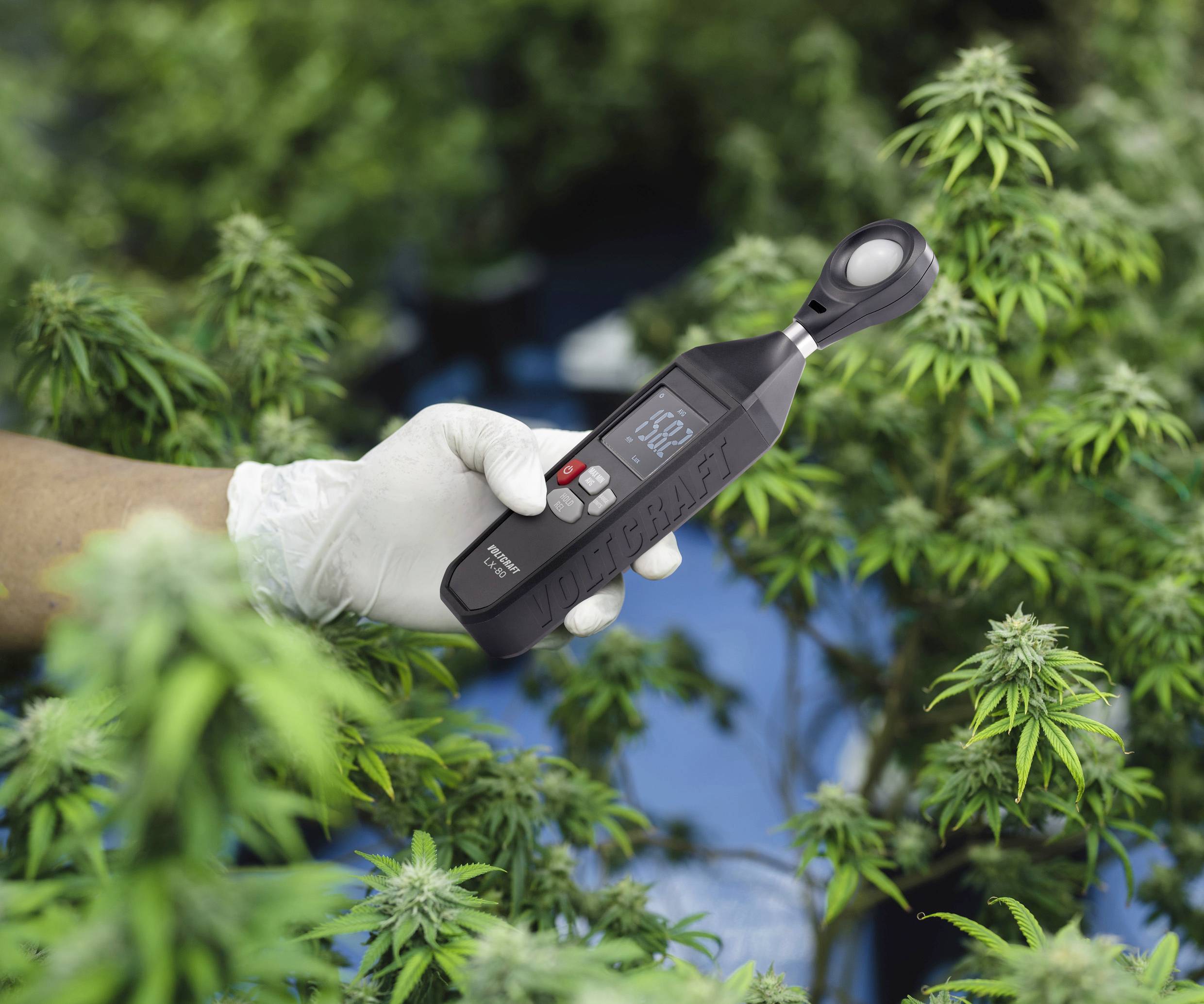 Eine behandschuhte Hand hält ein digitales Messgerät vor grünen Hanfpflanzen. Das Gerät zeigt Messdaten auf einem Display.
