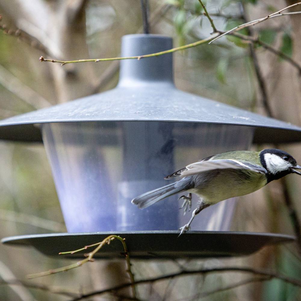 Eine Meise fliegt neben einem vogelhäuschen, das an einem Ast hängt. Der Hintergrund ist unscharf mit Bäumen und Zweigen.