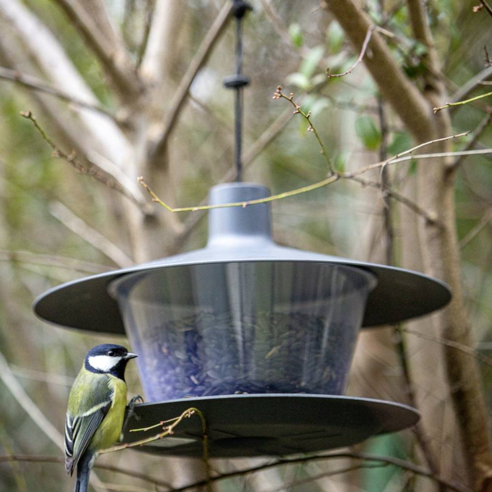 Eine Kohlmeise sitzt auf einem Vogelhäuschen, das mit Samen gefüllt ist. Im Hintergrund sind unscharfe Äste und Blätter zu sehen.