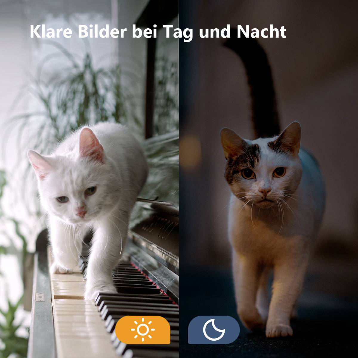 Links ist eine weiße Katze auf einem Klavier bei Tag; rechts dieselbe Katze bei Nacht. Text oben: 'Klare Bilder bei Tag und Nacht'.