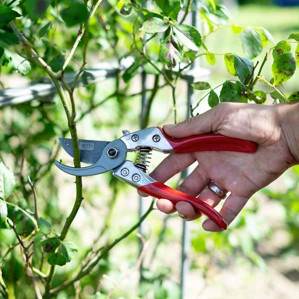 Eine Hand hält eine rote Gartenschere und schneidet einen Zweig. Im Hintergrund sind grüne Blätter und ein Drahtgitter zu sehen.