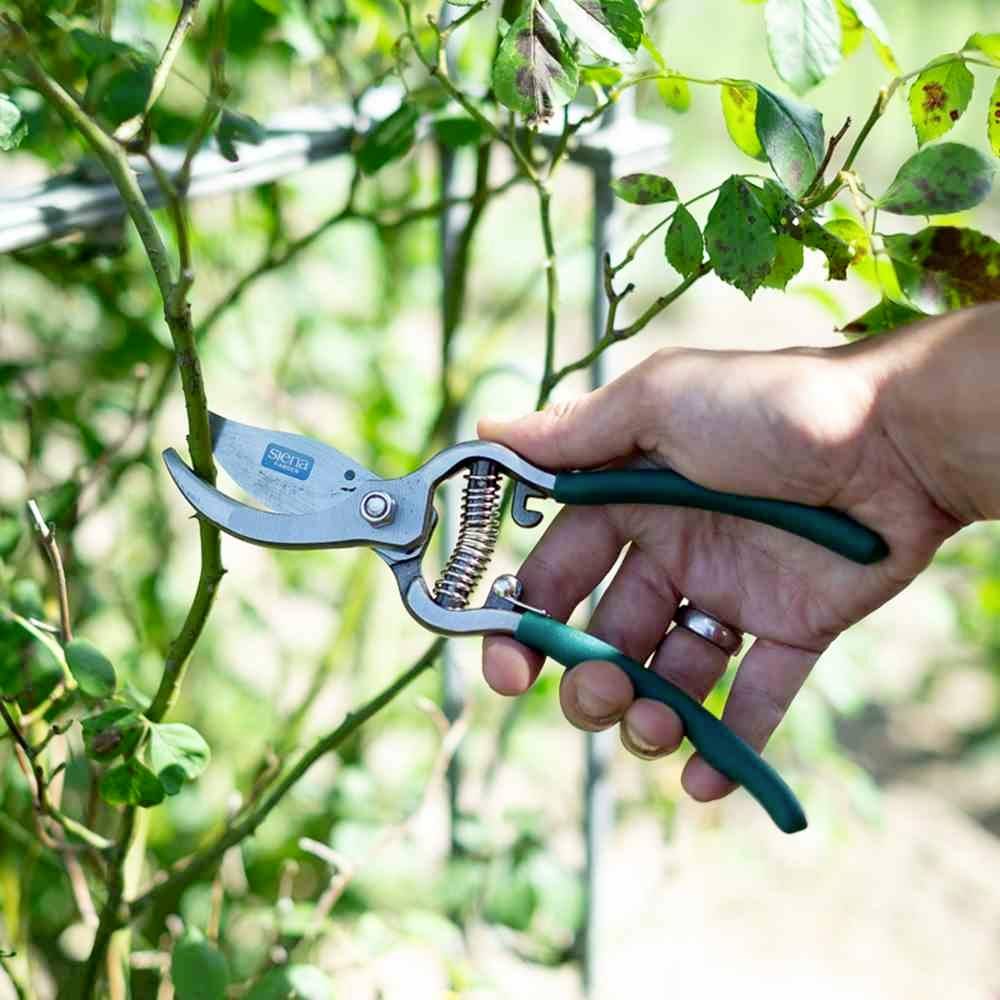 Eine Hand hält eine Gartenschere und schneidet einen Rosenstrauch. Frische grüne Blätter und ein Metallgerüst sind im Hintergrund zu sehen.