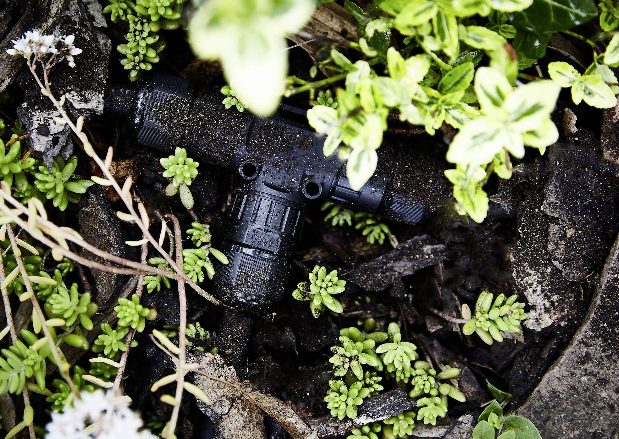 Ein schwarzer Bewässerungsanschluss in einem Garten, umgeben von kleinen Pflanzen und grünem Laubwerk.