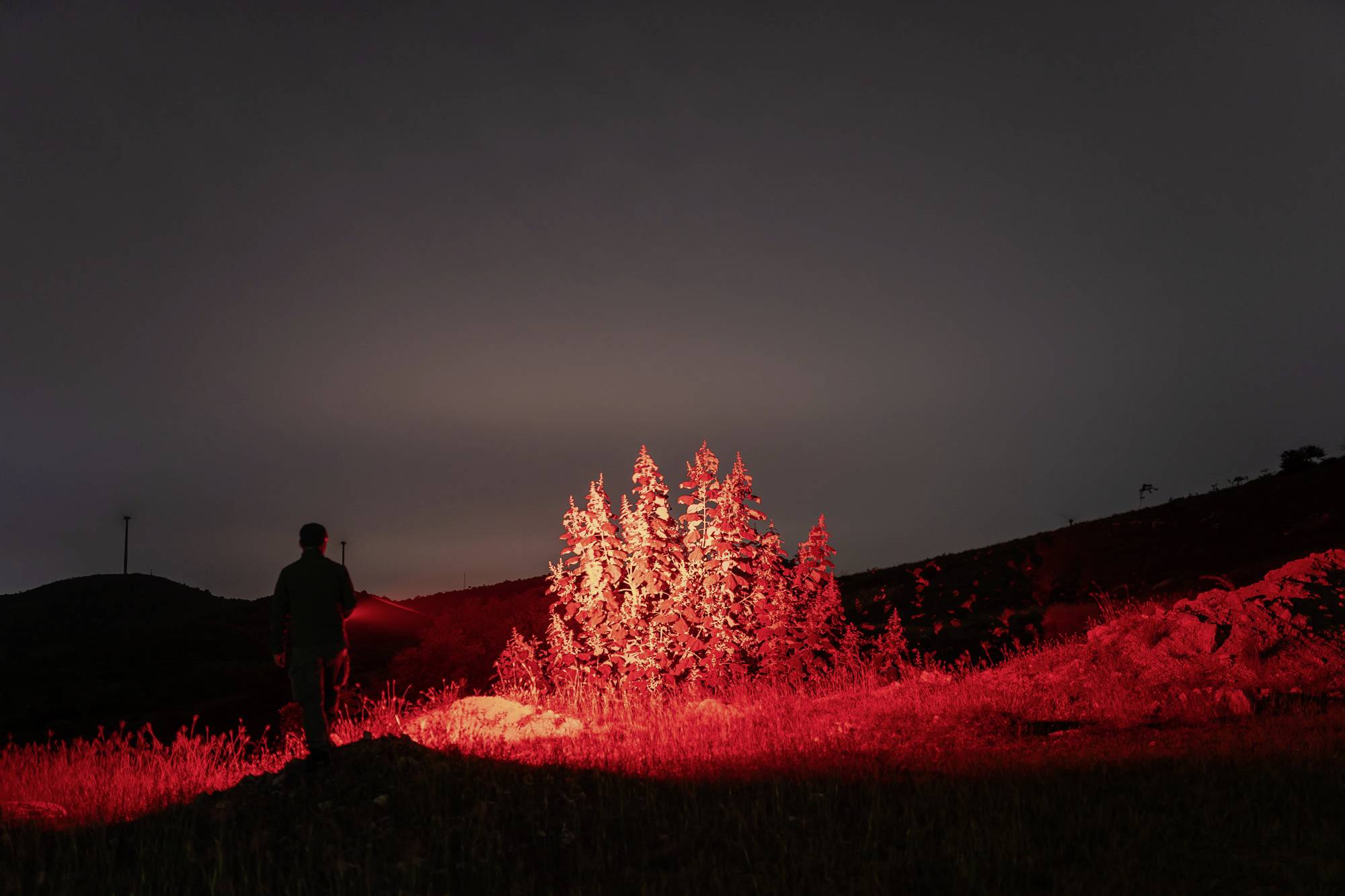 Eine Person steht nachts auf einem Hügel und leuchtet mit einer roten Lampe mehrere Bäume an, die dadurch rot erstrahlen.