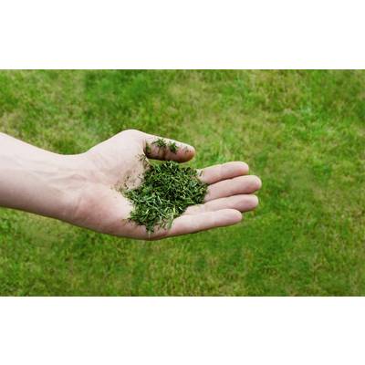 Eine Hand hält frisches, grünes Gras über einem Rasen.