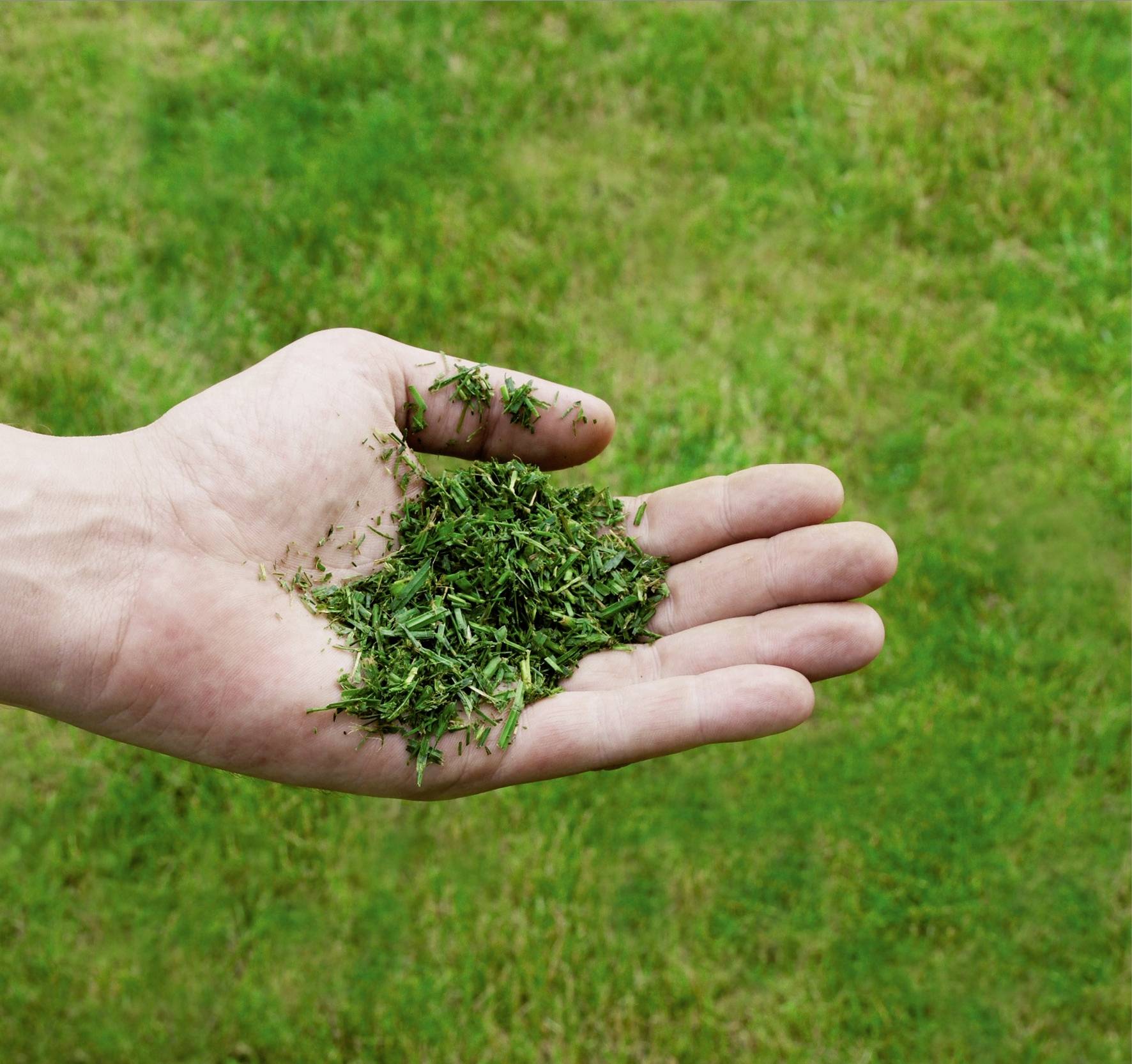 Eine ausgestreckte Hand hält frische, grüne Grashalme, umgeben von einer Rasenfläche.