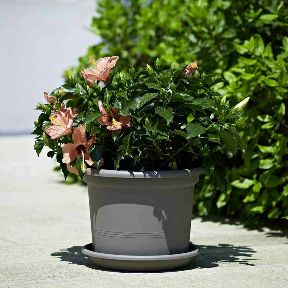 Blühende Hibiskuspflanze in einem grauen Blumentopf vor einem buschigen Hintergrund.