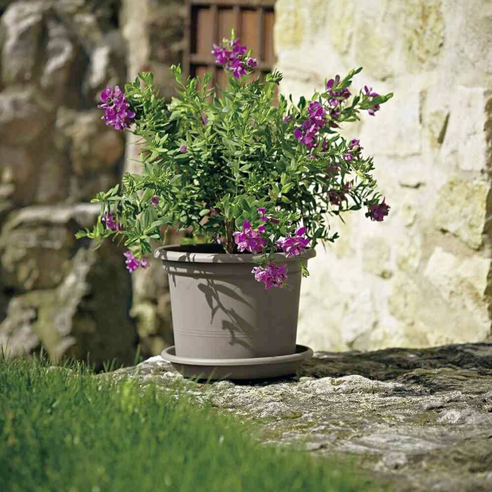 Blumentopf mit violetten Blüten und grünem Laub steht auf einem Steinboden vor einer Steinwand. Sonnenlicht beleuchtet die Szene.