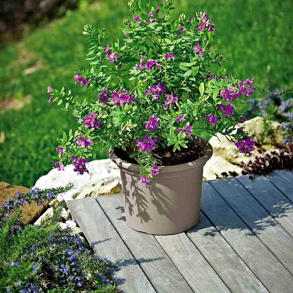 Ein Blumentopf mit dunkelrosablühendem Strauch steht auf einer hölzernen Terrasse, umgeben von grünem Gras und Pflanzen.