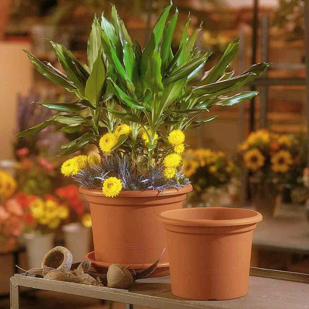 Ein Blumentopf mit einer grünen Pflanze und gelben Blumen steht auf einem Tisch in einem Raum voller Pflanzen und Blumen.