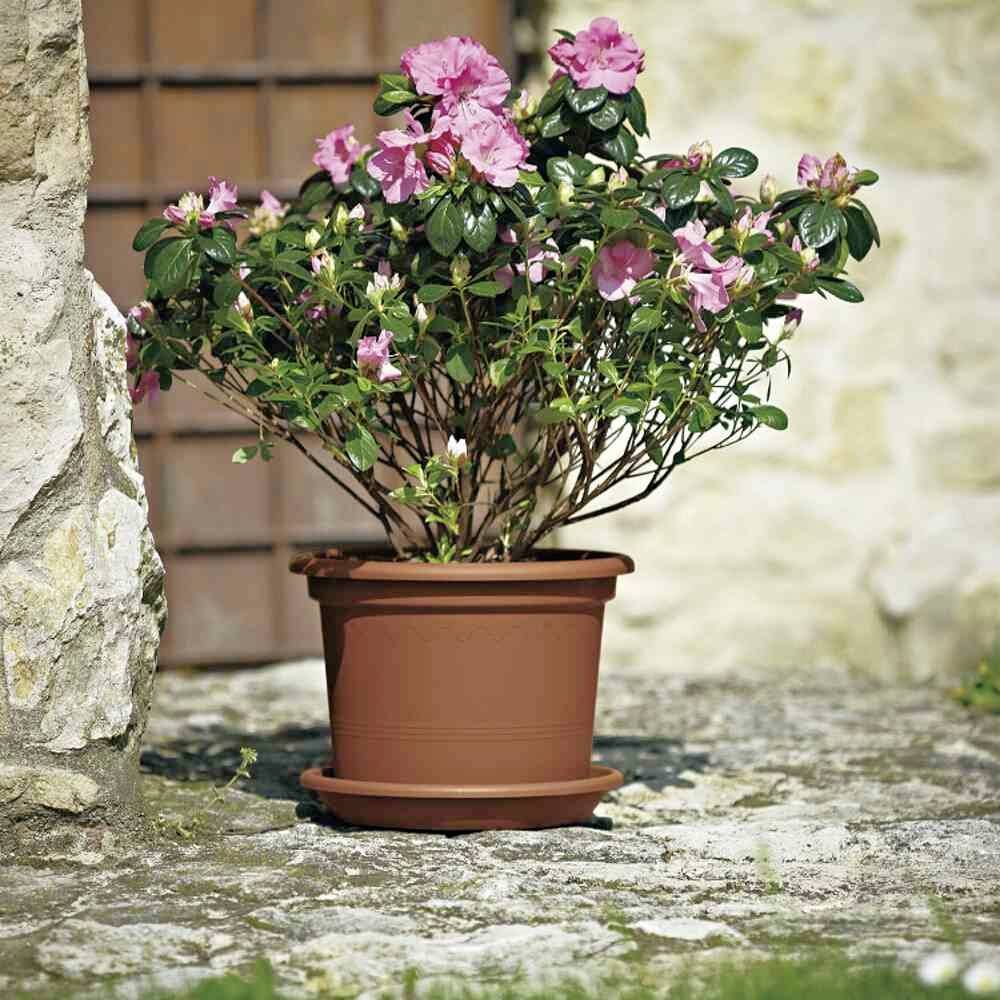 Ein Blumentopf mit blühendem Azaleenstrauch, voller rosa Blüten, steht auf einem gepflasterten Bereich neben einer Steinmauer.