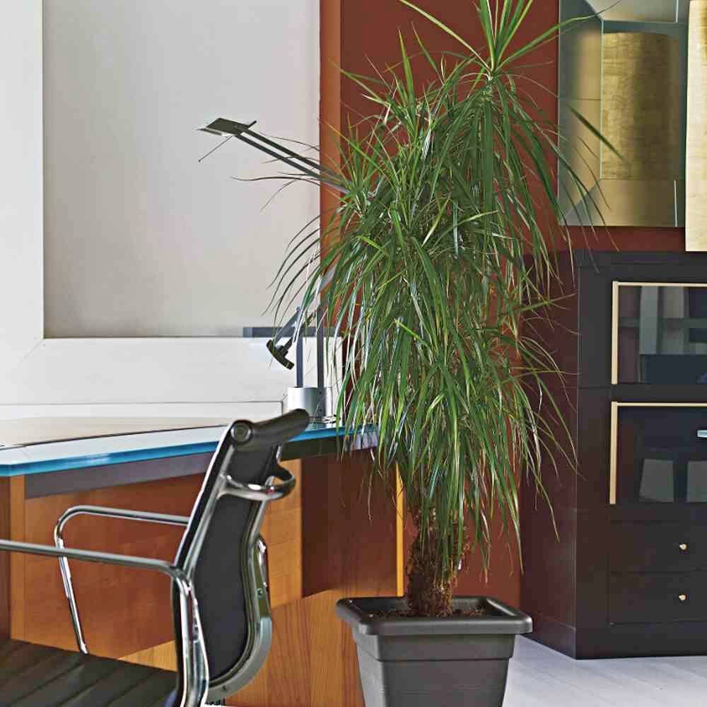 Ein modernes Büro mit einem schwarzen Bürostuhl, einem Schreibtisch und einer großen Zimmerpflanze in einem schwarzen Topf.