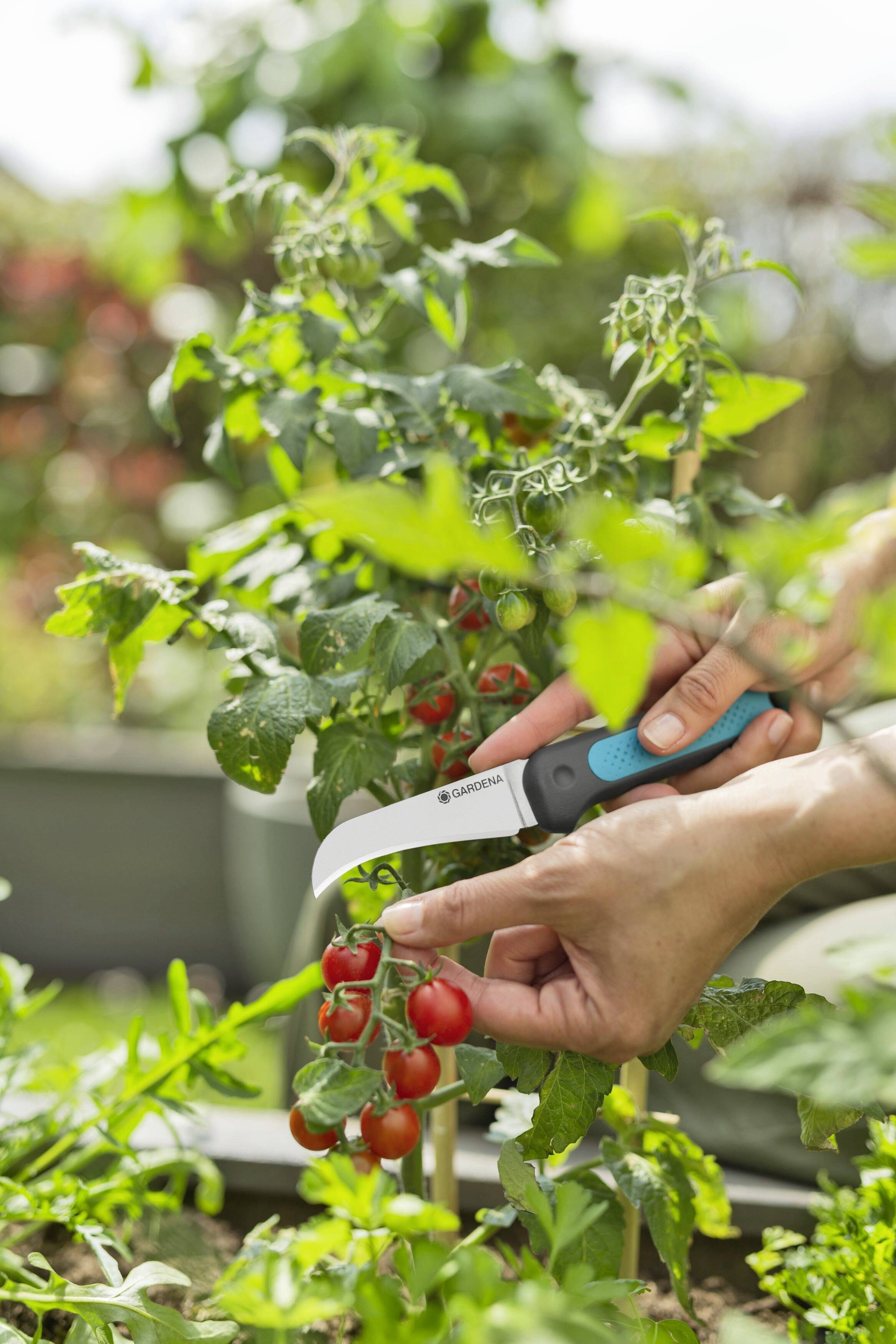 Eine Person schneidet reife Tomaten mit einem Messer von einer Pflanze im Garten ab. Hintergrund mit grünen Pflanzen.