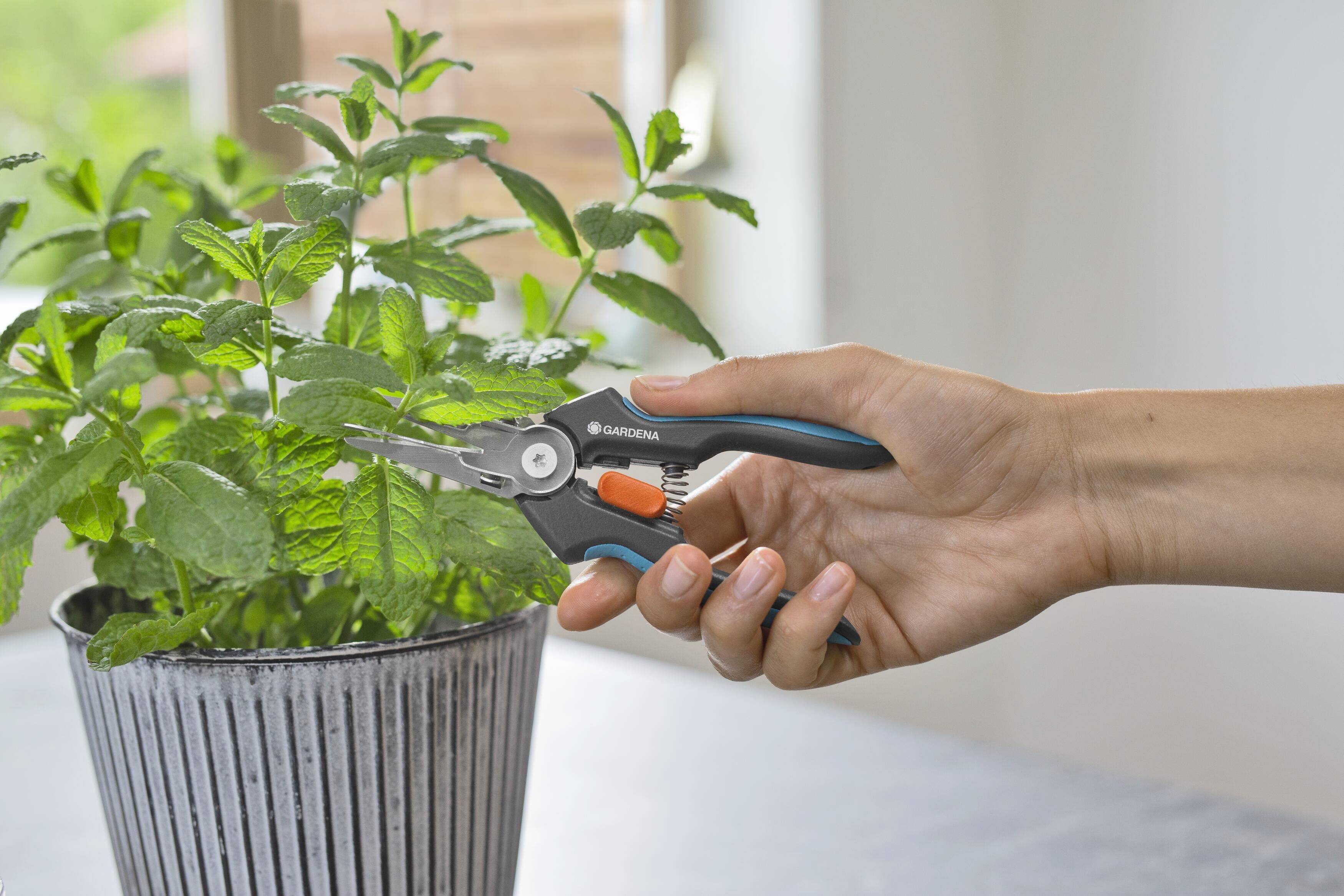 Eine Hand beschneidet mit einer kleinen Gartenschere Basilikumblätter in einem Topf. Im Hintergrund ist ein Fenster mit Tageslicht.