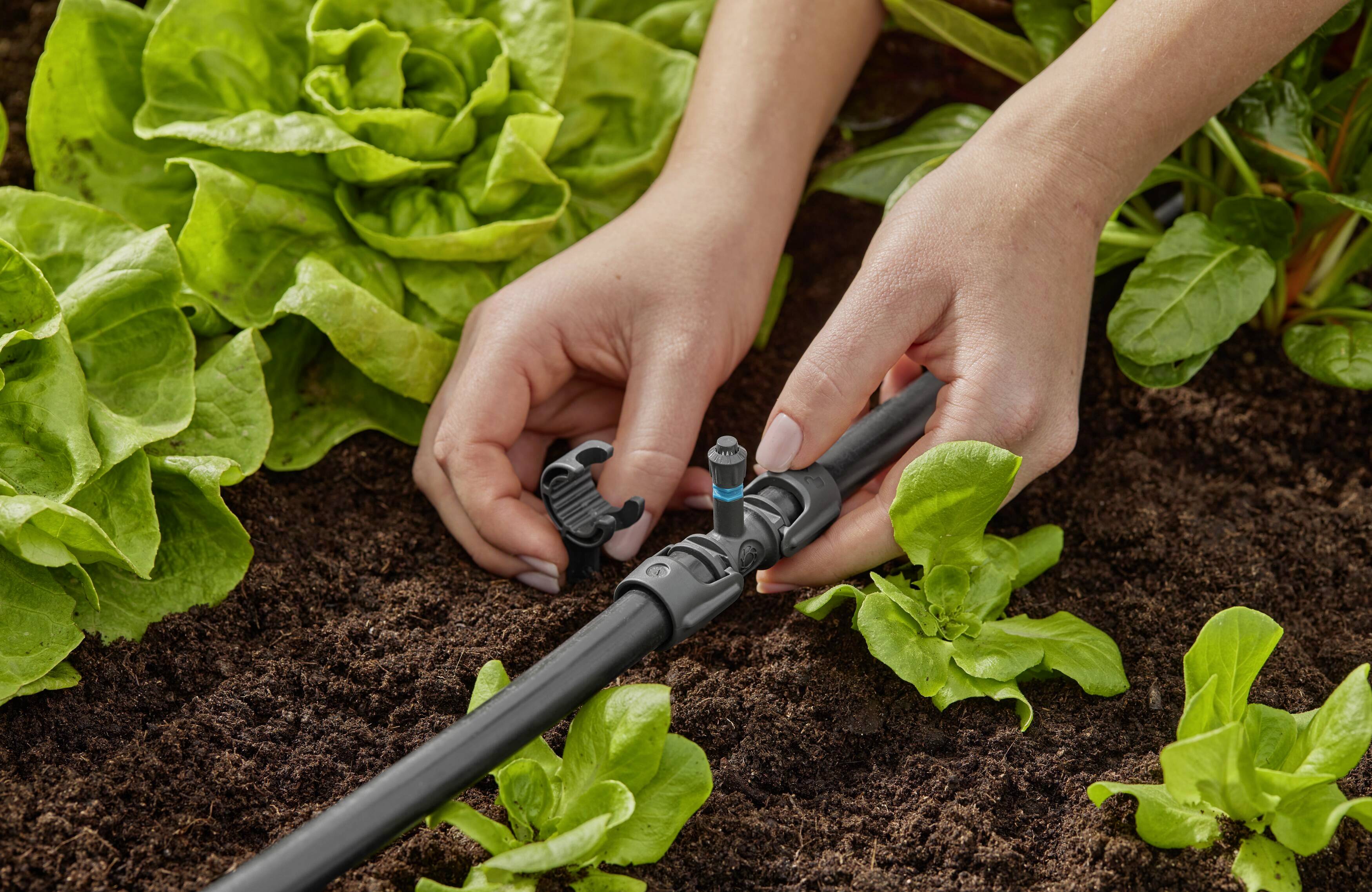 Zwei Hände justieren ein Bewässerungssystem zwischen grünem Salat in einem Gartenbeet. Erde und Pflanzen sind deutlich sichtbar.
